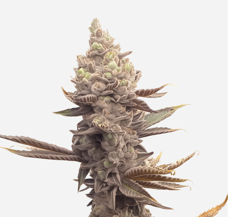 Permanent Bluez genetics, Фасовка: 3+1